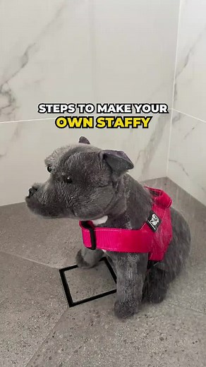 How to make your own Staffy in 3 easy steps 🐶#staffy #staffylovers #staffymoments #staffylove #steps #househippo #happystaffyco