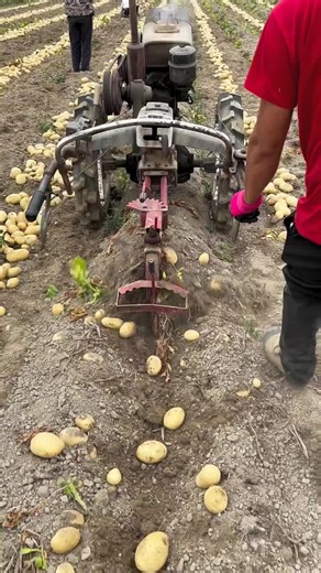 sweet potatoes farming techniques #farming​ #smartwork​ #smartfarming​ #shortvideo​