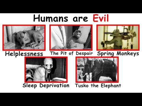 What Happened When They Gave an Elephant LSD, EXPLAINED in 14 Minutes