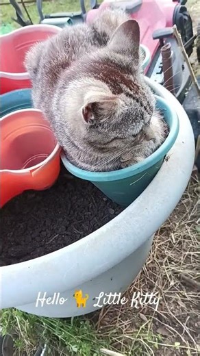 A Little Garden Helper 😺