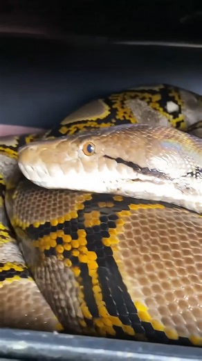 Building a gigantic snake enclosure!