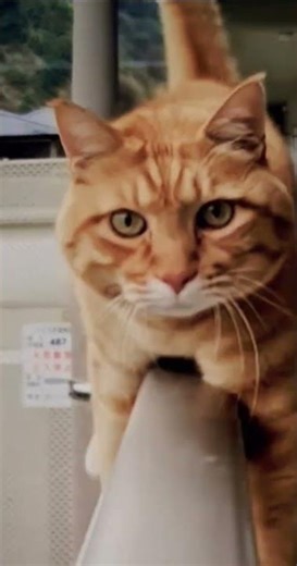 Cat is so funny when walk the railing #shorts