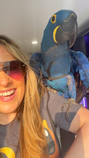 Finally safe to go outside! ☀️ Air quality is good and we got our Aviator Harness on 👍🏻 #parrotsrus #maui #blackpalmcockatoo #kramer #africangrey #curacao #hannibal #hyacinthmacaw #versace #harlequinmacaw #parrotsofinstagram #parrot #parrots #gratefuleveryday #choosehappiness #bekind #findjoy #sprouting #sprouts #avianraw #avianrawwholefood #aviatorharness #avianrawwholefoodnutrition #parrotsrusweeklyrawfoodmash #Parrotsrusdrymix #aviantea #avianteas #birdtoys #parrotenrichment | parrotsrus