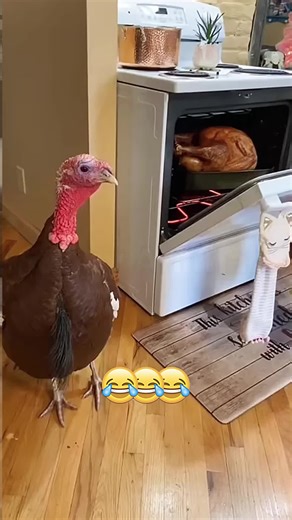 Understanding Pet Humor: Baking Terry at 325 Degrees