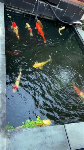 Failed Koi Pond Back to Life With a DIY Filter System 🐟