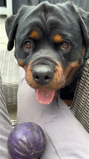 Obsessed with this trend😍 #rottweiler #dogs #puppy #pets