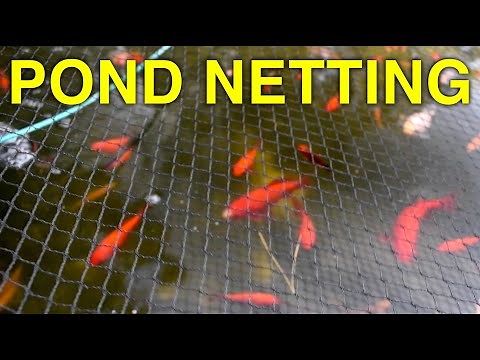 Pond Net From Amazon Install; Sunnykud Koi Pond Netting