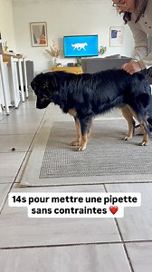 💉Mettre une pipette anti-puces à ton chiot sans bataille… mission impossible ? Entre l’agitation, l’inconfort et la méfiance, appliquer un traitement peut vite devenir un cauchemar… Mais avec les soins coopératifs, les chiens apprennent à accepter la pipette calmement, sans stress ni contrainte ! (S’il n’est pas ok pour le soin il peut partir et on recommence plus tard, ou on décompose !) En lui laissant du choix et du contrôle sur le processus, ton chien comprend que ce soin n’a rien de menaça