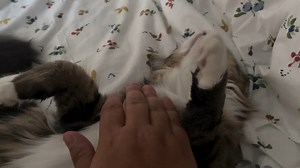 If you’d like some wholesome content, here’s Margo Leadbetter getting her morning cuddle with added stretches and a vague attempt at a bath. Have a smashing day, Love from Susan x | Susan Calman