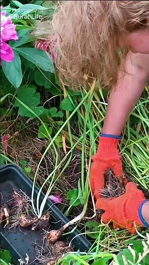 Propagate daffodils: dig them up and plant them in new places