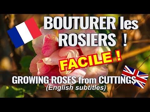 Growing and propagating roses from cuttings for beginners !