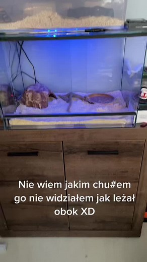 Exploring a Python in Its Terrarium Environment