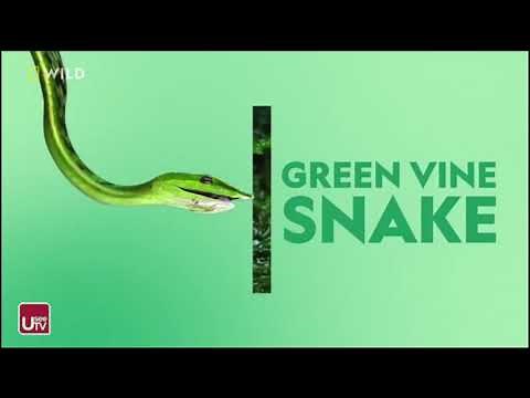 All National Geographic Wild Ident 2021