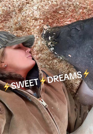 Understanding Relaxation in Show Pigs