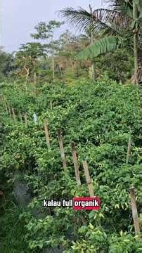 Cost-Effective Farming Strategy with Tillage and Three-Season Mulching