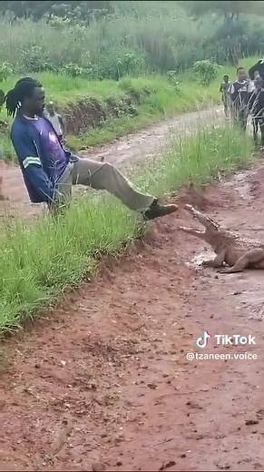 MIDDAY UPDATE-Following heavy rainfall in Limpopo, wildlife such as hippos and crocodiles have been spotted in various villages across the province. In Ha-Duthuni village, under the Thulamela Municipality, a controversial incident occurred when a local man was filmed poking a crocodile. The video, which has gone viral, shows the man playfully engaging with the reptile, even extending his leg to encourage it to bite, while a group of onlookers cheers him on. While some residents view the man's ac