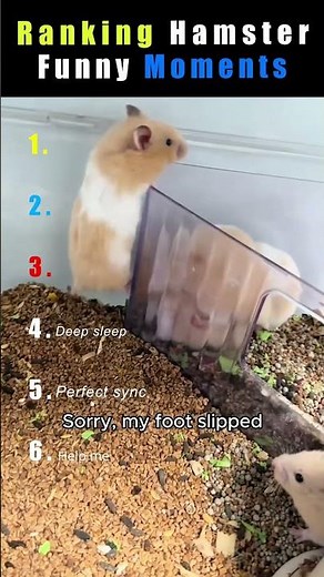 Ranking the Funniest Hamster Moments Ever 😂🐹 #trending #funny#hamster #shorts #fypシ