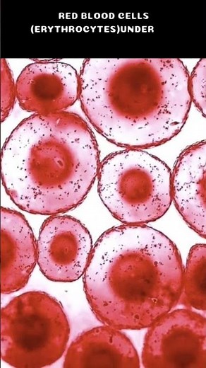 RBC microscopic view #rbc #redbloodcells #redblood