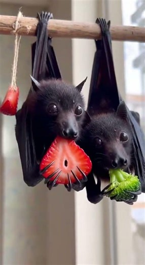 so cute baby bats 🍓🦇🥦 #bats #wildlife #animals #bat