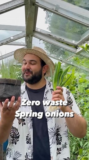 Today we are back and I am showing you one of my favourite kitchen/garden tips. This one is super easy to do at home, regardless of the time of the year and the space available. When you are using spring onions/scallions, instead of chopping all the way to the bottom, leave an inch or two and place these cuttings in water. While the cuttings in this video have good roots, even the ones in the store with seemingly no roots will be fine. After a few days you will notice your spring onions are star