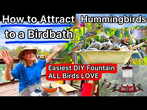 Cheap EASY Birdbath Setup to Attract All Wild Birds Tips on Hummingbirds DIY Solar Fountain Bubbler