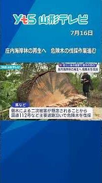Towards the Restoration of the Shonai Coastal Forest: Dangerous Tree Removal Underway Due to Risk...