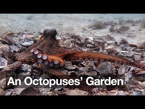 An Octopuses' Garden