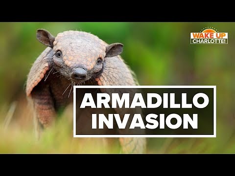 Armadillo invasion: Why armadillos are showing up in the Carolinas