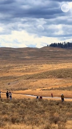 Video captured a man close interactions with a pack of wolves in Yellowstone National Park. Park visitors aren't allowed to approach the wildlife in Yellowstone, according to the National Park Service. | Florida Today