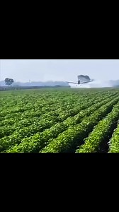 El Cessna haciendo de las suyas😎 compartan amigos!! #AviaciónAgrícola #Cessna188 #AgWagon #AviónAgrícola #CropDusting #FumigaciónAérea #AgriculturaDesdeElAire #VuelosAgrícolas #PilotodeAgricultura #TecnologíaAgrícola #AvionesAgrícolas #ControldePlagas #CosechaAérea #InnovaciónAgrícola #Agronegocios | AvionesAv