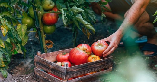 Potager de printemps : les meilleurs fruits et légumes à planter en avril