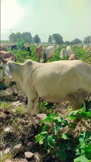 🐄 Cows Grazing in Cotton Fields 🌾 | Natural Fodder After Harvest | Best Fodder for Cows 4K Video