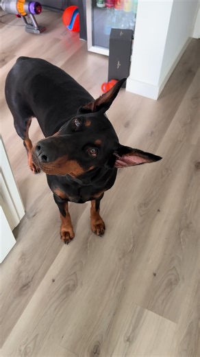 Excited Doberman Wants to Play Ball and Go for a Walk