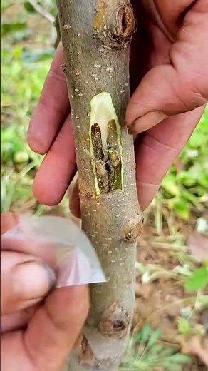Best method and unique ideas for the grafting of fruit trees #grafting #plants #garden #tree​