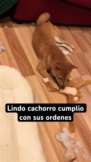 Lindo perrito obediente cumplió #perros #perroslindos #perrostiernos #lomitos #firulais #dogs