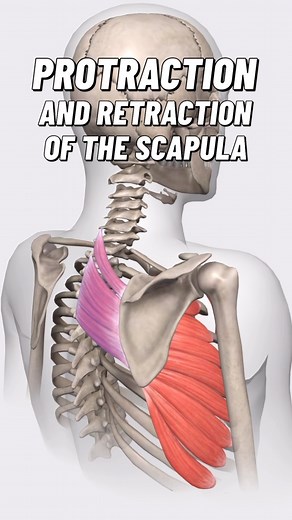 14K views · 805 reactions | Protraction and retraction of the scapula...