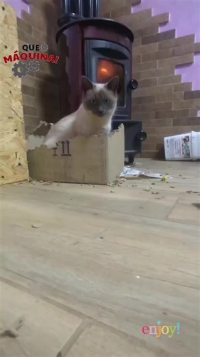 Videos de 🎹LOCOENAMORADO🎹 (@locoenamorado1975) con “sonido original - 🎹LOCOENAMORADO🎹”