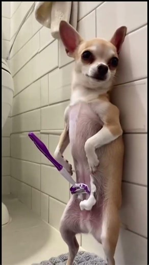 ¡POPI pillado afeitándose! #reels #reel #perro #pitbull #chihuahua #animales #tendencia #viral #f...