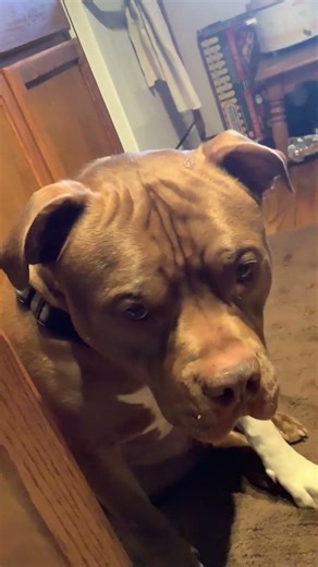 I gave Noble an animal cracker. #americanbully