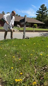 Just like rubber trees, dandelions contain latex, which means we can use dandelions to make car tires! This is important because rubber trees grow in limited areas around #ngntd #reels #trending | Chemteacherphil