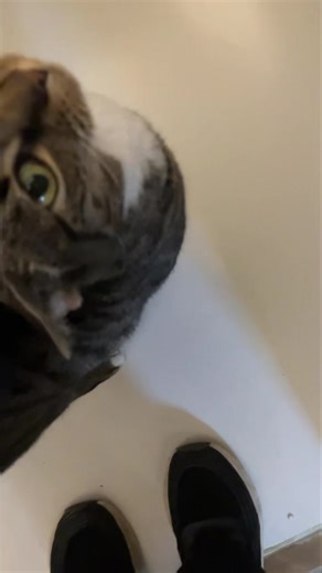 Nora 🥰 | Bannister Hall Cattery