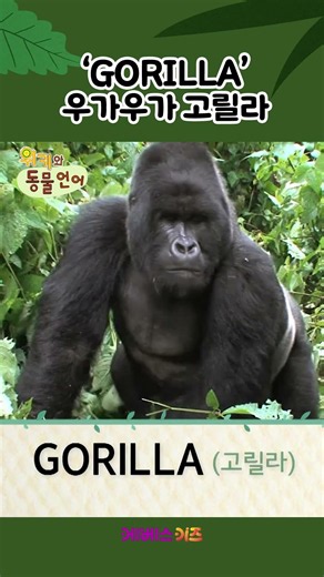 Thump-Thump Chest! Gorilla | Gorilla | Learn English in 1 Minute | Wicky and Animal Language | KB...