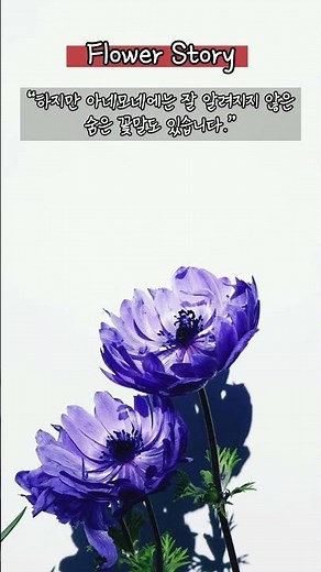 "아네모네 바람 속에 스며드는 마음의 여운의 꽃말" 🌙