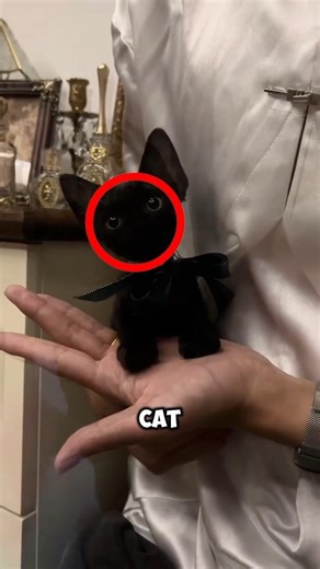 This Cat Looks AI-Generated But It's Actually Real 😱