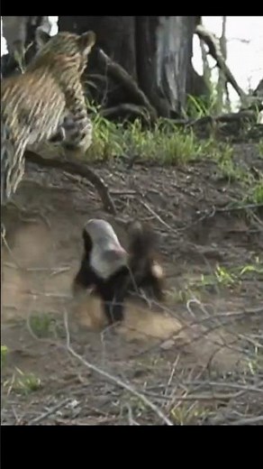 This Animal Literally Fears Nothing 😳 | Honey Badger