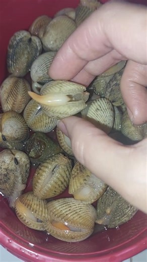 Cockle clams | Shellfish | Sea creatures