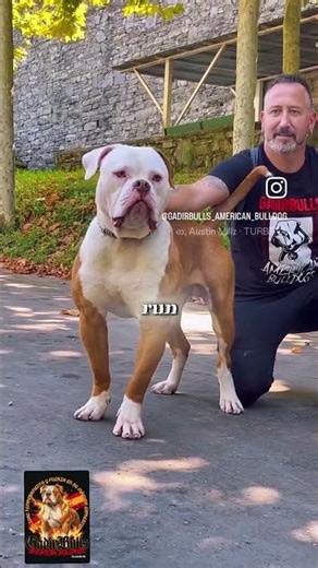 This Is Why Bulldogs Were Actually Feared #shocking #history