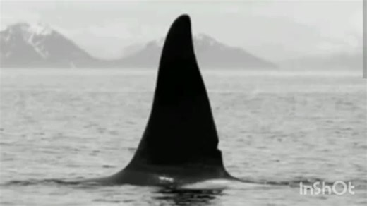 Black Death: A Wintertime Horror Tale. Want more of my long form content? Go search YouTube for Darkest Realms Productions! #Horror #HorrorTales #BlackDeath #CreatureFeature #OceanHorror