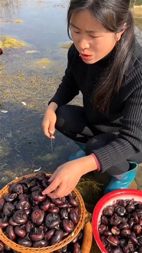 Amazing delicious water chestnut 🌰🌰 harvest by Rural Farmer | Yummy fruits #fruit #harvest