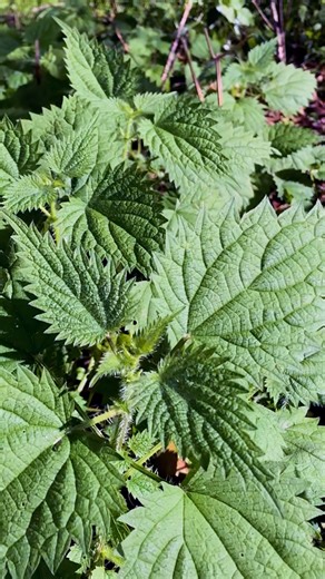 Stinging Nettle… everyone avoids this plant and that’s a mistake. #permaculture #organicgardening | Discover Permaculture with Geoff Lawton